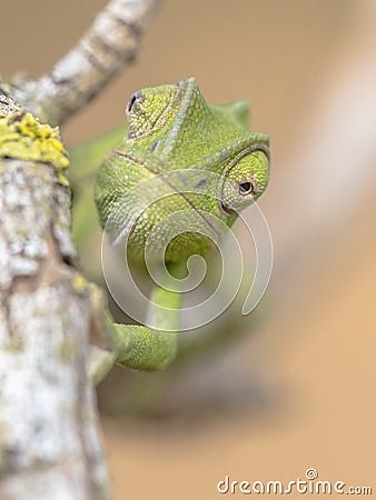 Frontal view African chameleon on stick Stock Photo