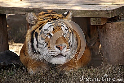 Frontal view of Bengala tiger head Stock Photo