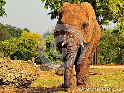Frontal View of an Elephant (Horizontal) Stock Photo
