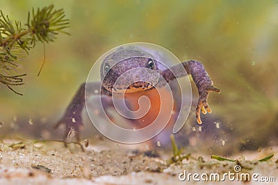 Frontal View of a Female Alpine Newt Stock Photo
