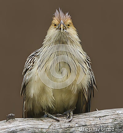Frontal view of a Guira cuckoo Stock Photo