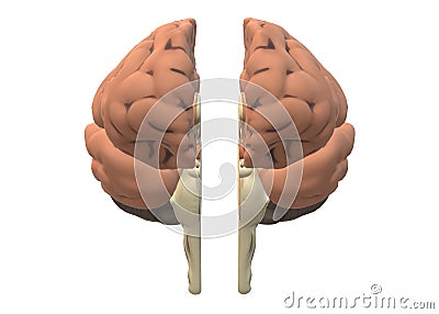 Frontal view of a human brain dissected split into two equal halves Cartoon Illustration