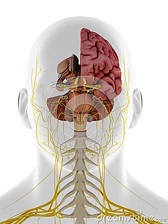 A frontal view of the internal brain anatomy Cartoon Illustration