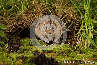 Lemming staring forward Stock Photo