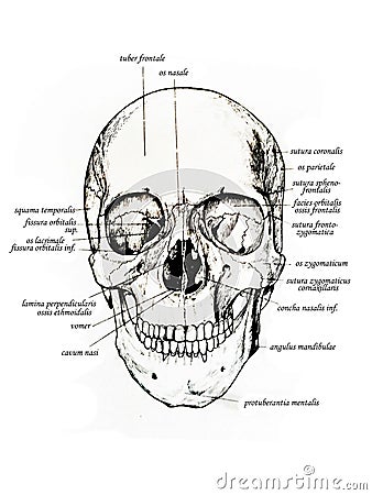 Frontal view of skull and skull bones names Stock Photo