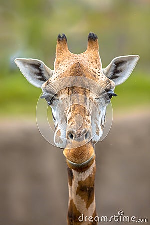 Frontal view of southern giraffe Stock Photo