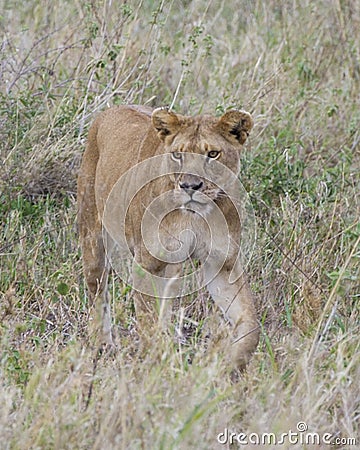 Frontview Closeup of lioness walking in grass Stock Photo
