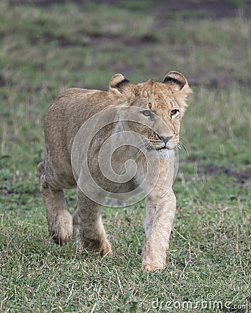 Frontview Closeup of lioness walking in green grass Stock Photo