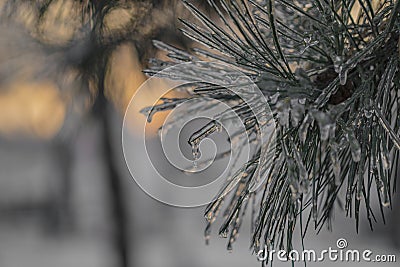 Fronzen nature at sunset Stock Photo