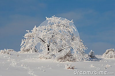 Frosen christmas tree scenery Stock Photo