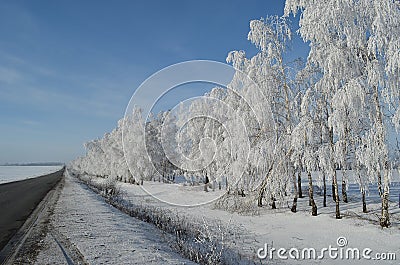 Frost Stock Photo