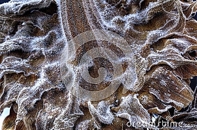 A closeup of frost on the backside of a sunflower makes for interesting designs Stock Photo