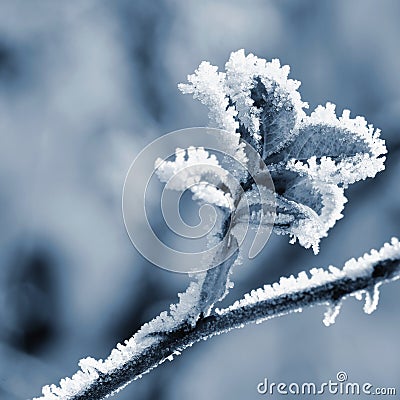 Frost on branches. Beautiful winter seasonal natural background. Stock Photo