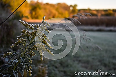Frost Clinging to a Goldenrod Wildflower Stock Photo
