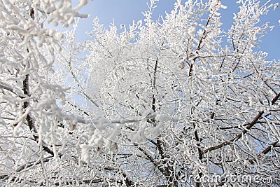 Frost Coated Linden Tree Stock Photo