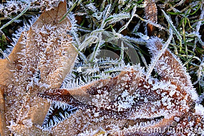 Frost Coated Winter Leaves in Grass Stock Photo