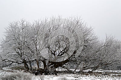 Winter seasonal Frost covered Box Elder Tree Acer Negundo in the aceraceae family Stock Photo