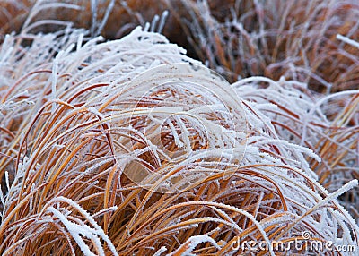 Frost Covered Grass Stock Photo