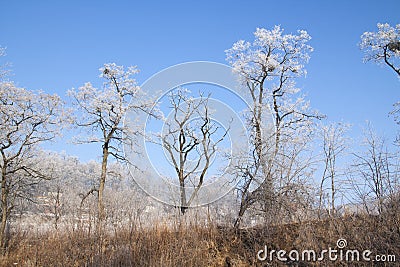 Frost Stock Photo