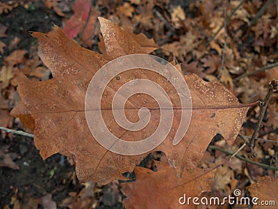 Frost on a frosty autumn morning. Stock Photo