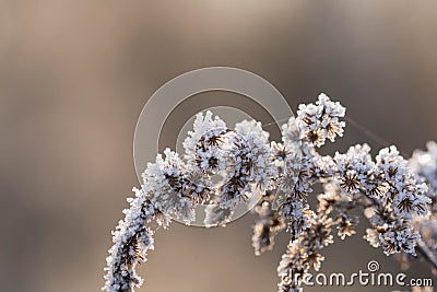 Frost on a frosty autumn morning. Stock Photo