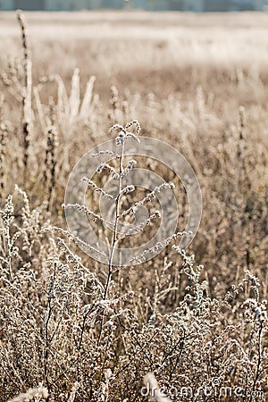 Frost grass close up Stock Photo