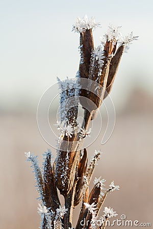 Frost grass close up Stock Photo