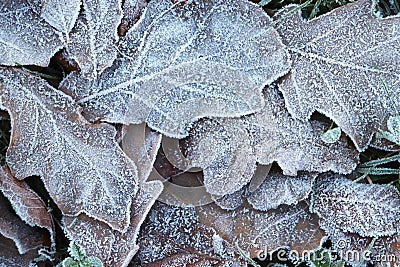 Frost Ice on Forest Oak Leaves. Stock Photo