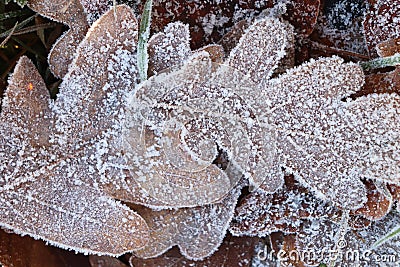 Frost Ice on Forest Oak Leaves. Stock Photo