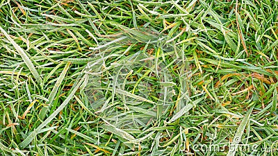 Frost on lawn grass and leaves of trees close-up in autumn. The concept of the first frost Stock Photo