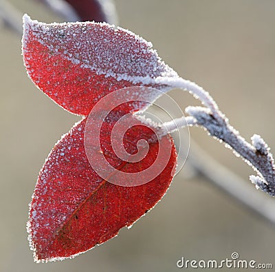 Frost leaves Stock Photo