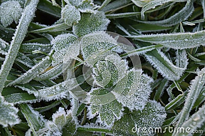 Frost on Leaves Stock Photo