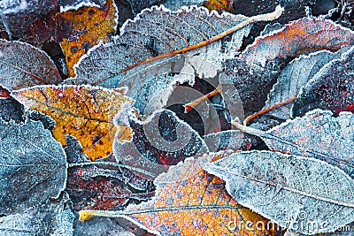 Frost on leaves. Frosty autumn background. Hoarfrost on plants. Creative pattern autumn nature background Stock Photo