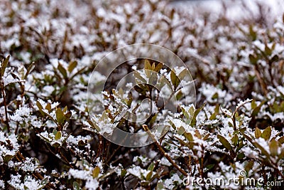 Frost leaves, frozen leaves Stock Photo