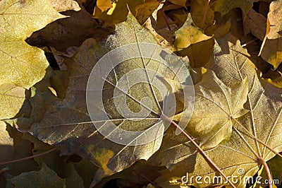 Frost Leaves Stock Photo