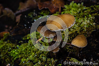 Frost on mushroom Winter season macro moss Stock Photo