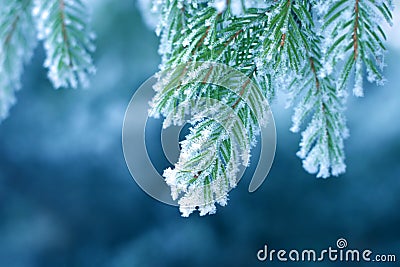 Frost on Pine Stock Photo