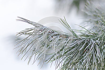 Frost pine branch Stock Photo