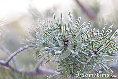 Frost pine branch Stock Photo