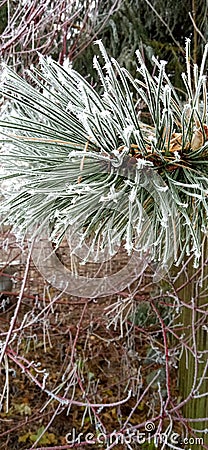 Frost pine on the garden Stock Photo