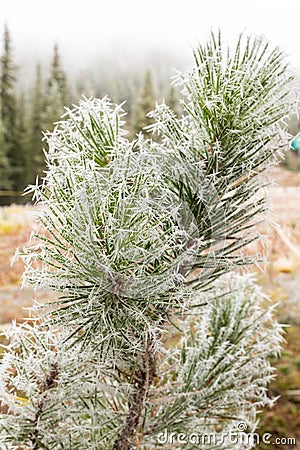 Frost pine leaves on Lake Louise mountain Stock Photo