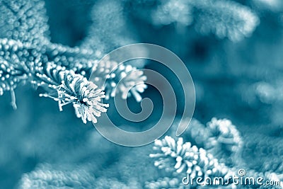 Frost on Pine Tree Stock Photo