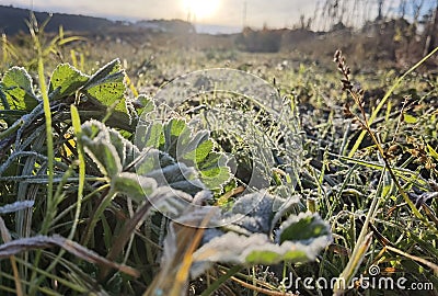 Frost plants in the morning Stock Photo