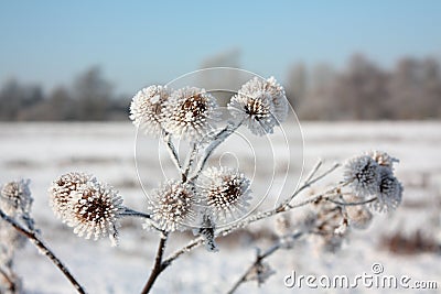 Frost on plants Stock Photo