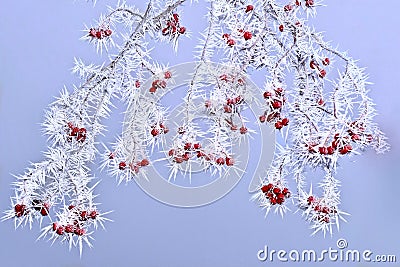 Frost on red berries on rowen tree branch in winter. Stock Photo