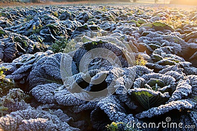 Frost on savoy cabbage field Stock Photo