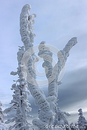 Frost tree Stock Photo