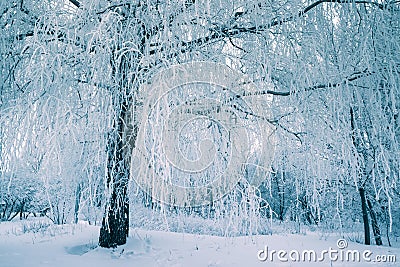 Frost tree in winter forest on morning with fresh snow Stock Photo