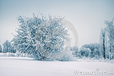 Frost tree in winter forest on morning with fresh snow Stock Photo