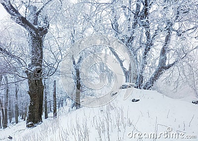 Frost tree in winter mountain Stock Photo